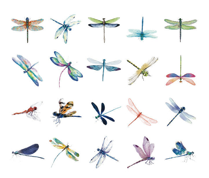 Natural Museum PET Sticker Set